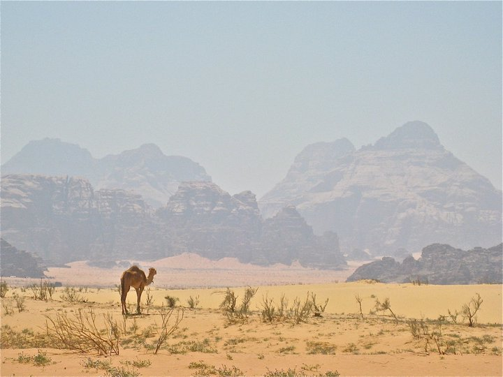 desert paramours tours